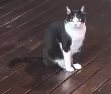 Gato